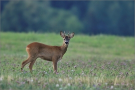<p>SRNEC OBECNÝ (Capreolus capreolus) Šluknovsko - Jiřkov --- /European roe deer - Reh/</p>